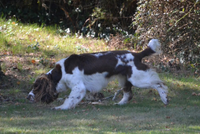 Étalon English Springer Spaniel - Sologne Hunters's Stup
