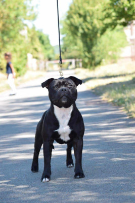 Étalon Staffordshire Bull Terrier - Voila le père