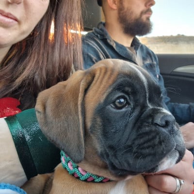 Étalon Boxer - arcoiris Du Soleil De L'aurion