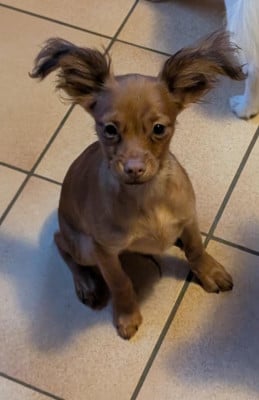 Étalon Russkiy Toy (Petit Chien Russe) - Alazir De la Nouknoukerie