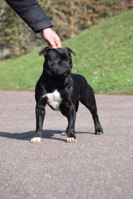 Étalon Staffordshire Bull Terrier - CH. Wesley du Domaine de Poudlard}