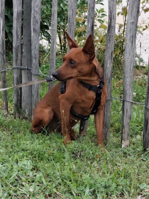 Étalon Pinscher nain - Vasco de l'étang de mirloup de L'Etang de Mirloup