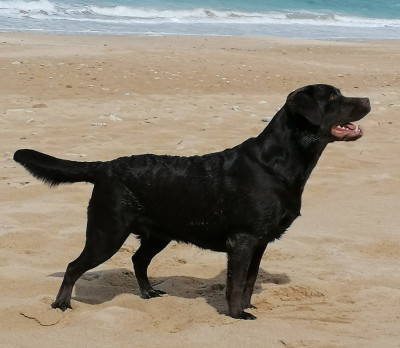 Étalon Labrador Retriever - Pink lady de la vallée de Brétignolle De La Vallée De Brétignolle