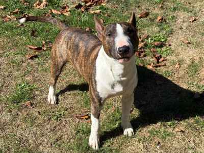 Étalon Bull Terrier Miniature - Vaggus du Paradis Des Mini Bulls