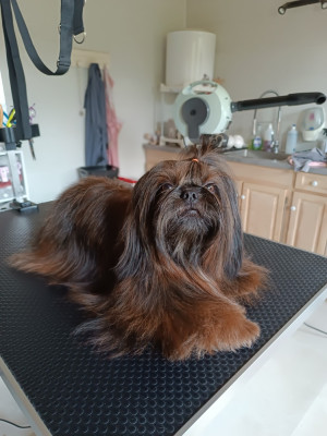 Étalon Shih Tzu - Tess d'imperial Khan-Shing