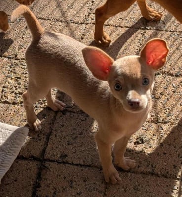 Étalon Russkiy Toy (Petit Chien Russe) - Apollon-Univers du Dieu de la Lumiere