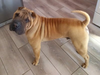 Étalon Shar Pei - Promisdemainjarretedeboire du Bouquet d'Epices