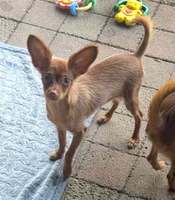 Étalon Russkiy Toy (Petit Chien Russe) - Annouchka-Toupie au Royaume D'ultra