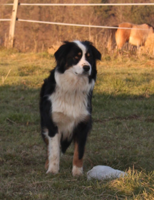 Étalon Berger Australien - Twylight Black Beauty de l'éclair du diamant