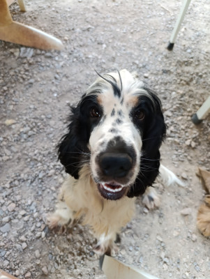 Étalon Cocker Spaniel Anglais - ulcia Du domaine des clayeux