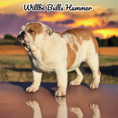 Étalon Bulldog Anglais - Willbe bulls Hummer