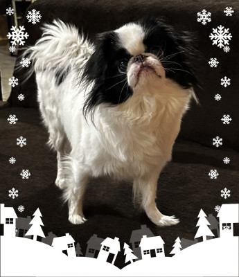 Étalon Epagneul Japonais - Emily avenue of roses