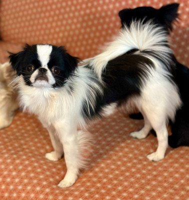 Étalon Epagneul Japonais - Ryoko golden army