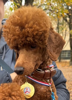 Étalon Caniche - VIGNETTE de floreval