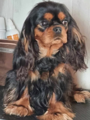 Étalon Cavalier King Charles Spaniel - tornade des marais de Bremes