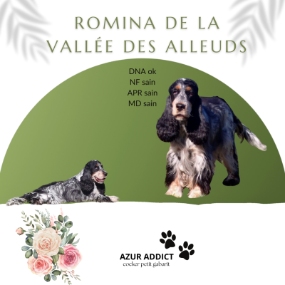 Étalon Cocker Spaniel Anglais - Romina De La Vallée Des Alleuds