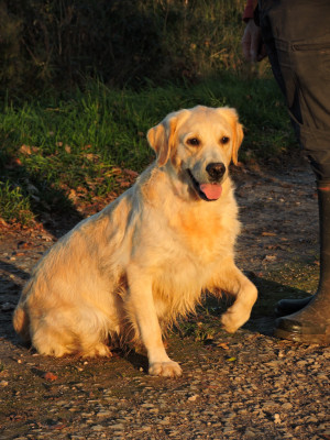Étalon Golden Retriever - Souris Elixir d'Aydoilles