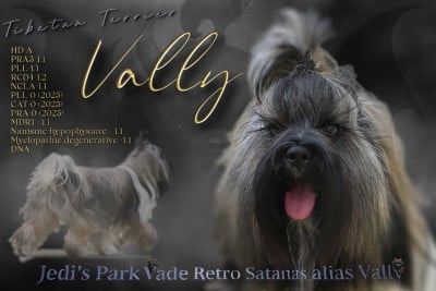 Étalon Terrier Tibetain - Jedi's Park Vade Retro Satanas Dit Vally