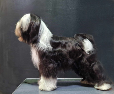 Étalon Terrier Tibetain - Kelsang Wangpo Crystal