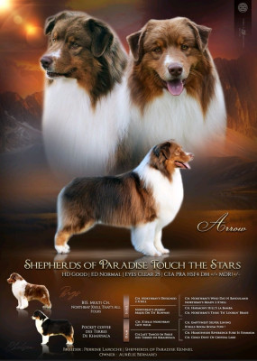 Étalon Berger Australien - sheperd of paradise Touch the Stars
