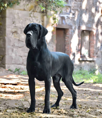 Étalon Dogue allemand - Ulises De Batthory