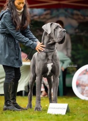 Étalon Dogue allemand - CH. Ulkan Des Terres De Romandor