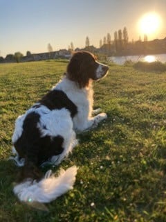 Étalon Epagneul Français - Titan de la vallée de la seulles