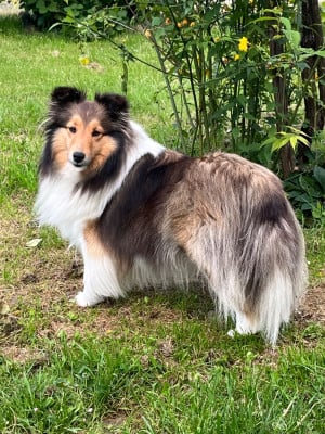 Étalon Shetland Sheepdog - CH. Taikabella des Jardins de Becky