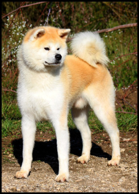 Étalon Akita - Sakan L'eden Des Shokou