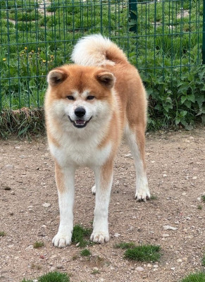 Étalon Akita - T'Lucky L'eden Des Shokou