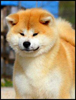 Étalon Akita - P'Tenkei Go L'eden Des Shokou