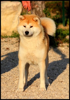 Étalon Akita - Nisei de l'eden des shokou