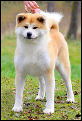 Étalon Akita - Teikiatsu L'eden Des Shokou