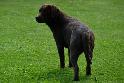 Étalon Labrador Retriever - Sologne Hunters's Treasure