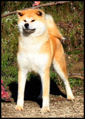 Étalon Akita - Shinzen L'eden Des Shokou