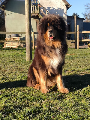 Étalon Dogue du Tibet - Unique du domaine de Toundra