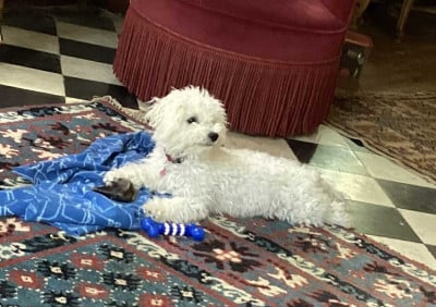 Étalon Bichon Frise - Umbria du royaume des Fluffy