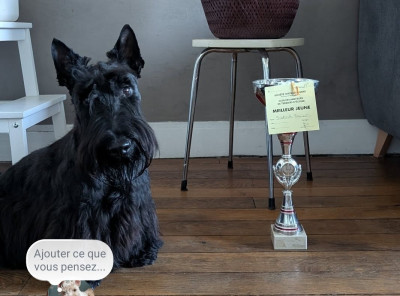 Étalon Scottish Terrier - Vinci de la Chapelle Madame
