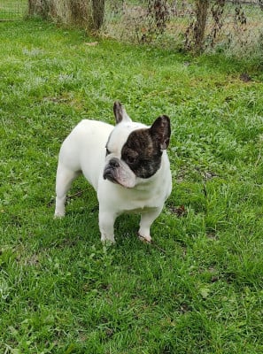 Étalon Bouledogue français - Tous les matins du monde Uggy les bons tuyaux