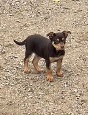 Étalon Australian Kelpie - Ringarooma akira ace