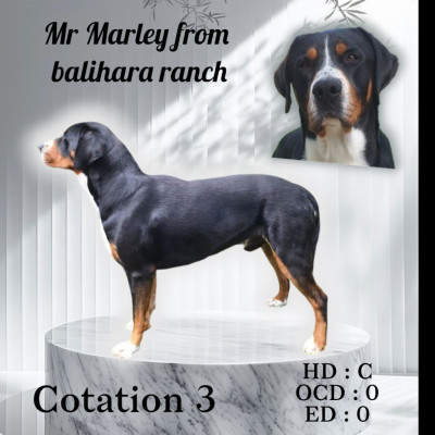 Étalon Grand bouvier suisse - Mr Marley from baliahara ranch