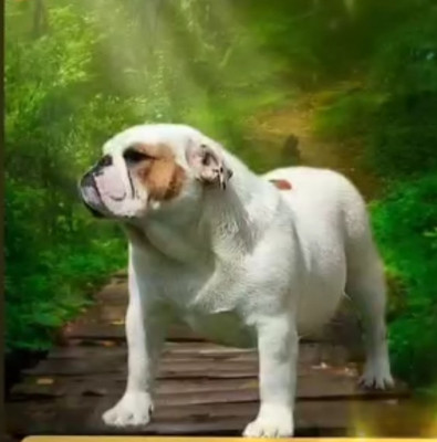 Étalon Bulldog Anglais - fat puppy's Suka