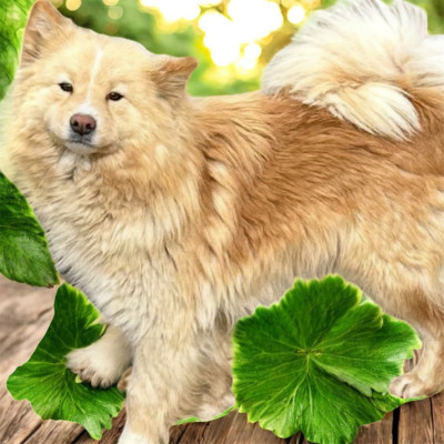 Étalon Chien finnois de Laponie - Thena du domainde de louchine