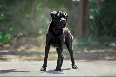Étalon Cane Corso - Italicum Dell' Impero Maya