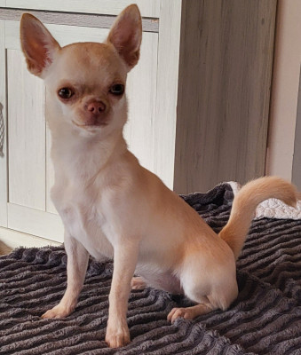 Étalon Chihuahua - Du Chêne Brisé Arya