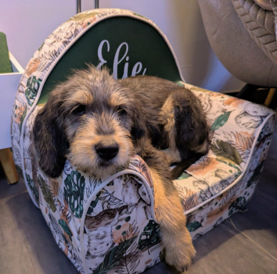 Étalon Griffon nivernais - ASTREE de la côte nazareth