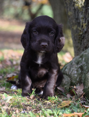 Étalon Chien d'Oysel allemand - Aska Du Val Des Houchis