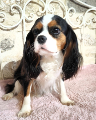 Étalon Cavalier King Charles Spaniel - VERRINE DE LA VALLÉE DU MONTOIS De La Vallée Du Montois