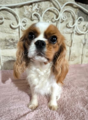 Étalon Cavalier King Charles Spaniel - VODKA Du clos kemorick