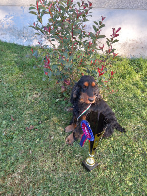 Étalon Cocker Spaniel Anglais - TR. Sun du Tertre de la Pommeraie